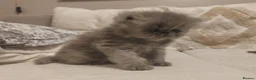 Persian cats for sale: Exotic Persian Kittens  - Advert 10