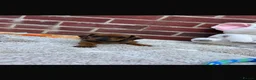 Dachshund dogs for sale: 5 gorgeous miniature dachshund puppy’s🐶 in Cullompton - Advert 22