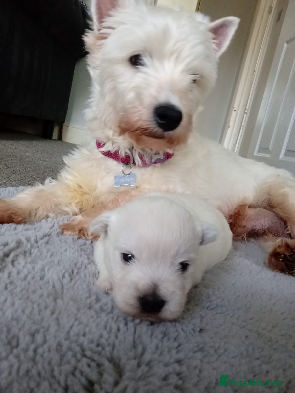 West Highland Terrier dogs West highland white terrier puppies  in Chichester - Advert 1