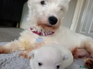 West Highland Terrier dogs West highland white terrier puppies in Chichester - Advert 1
