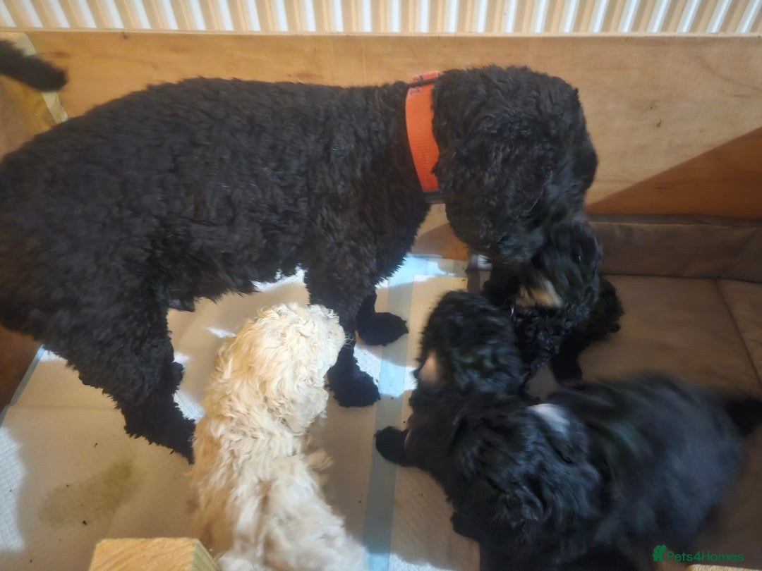 Schnoodle dogs for sale: TOY SCHNOODLE PUPPIES  - Advert 2
