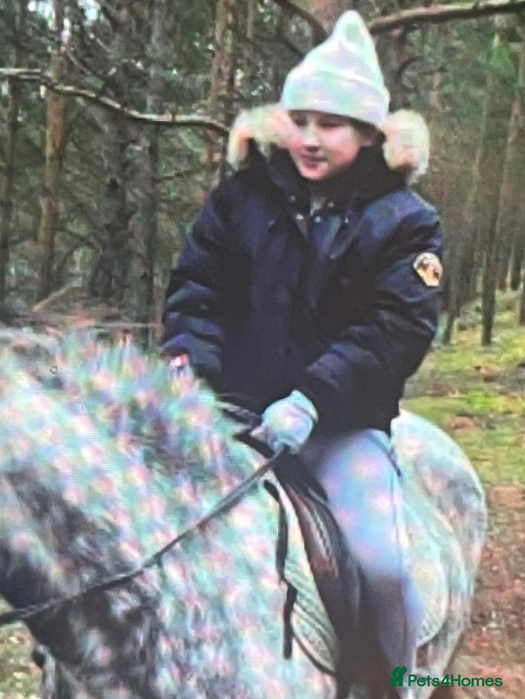 Wuerttemberger horses for sale: LOOKING FOR A LOAN HORSE - Image 1