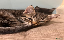 Mixed Breed cats for sale: Cuddly Kittens  - Image 11