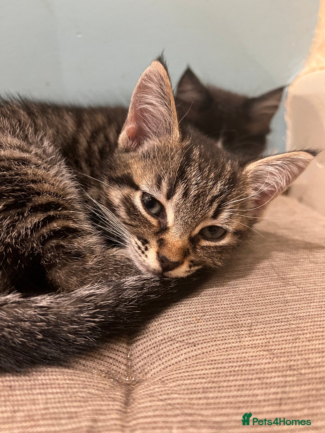 Mixed Breed cats for sale: Cuddly Kittens  - Image 11