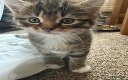 Bengal cats for sale: 3 beautiful tabby’s for sale💕 - Image 4