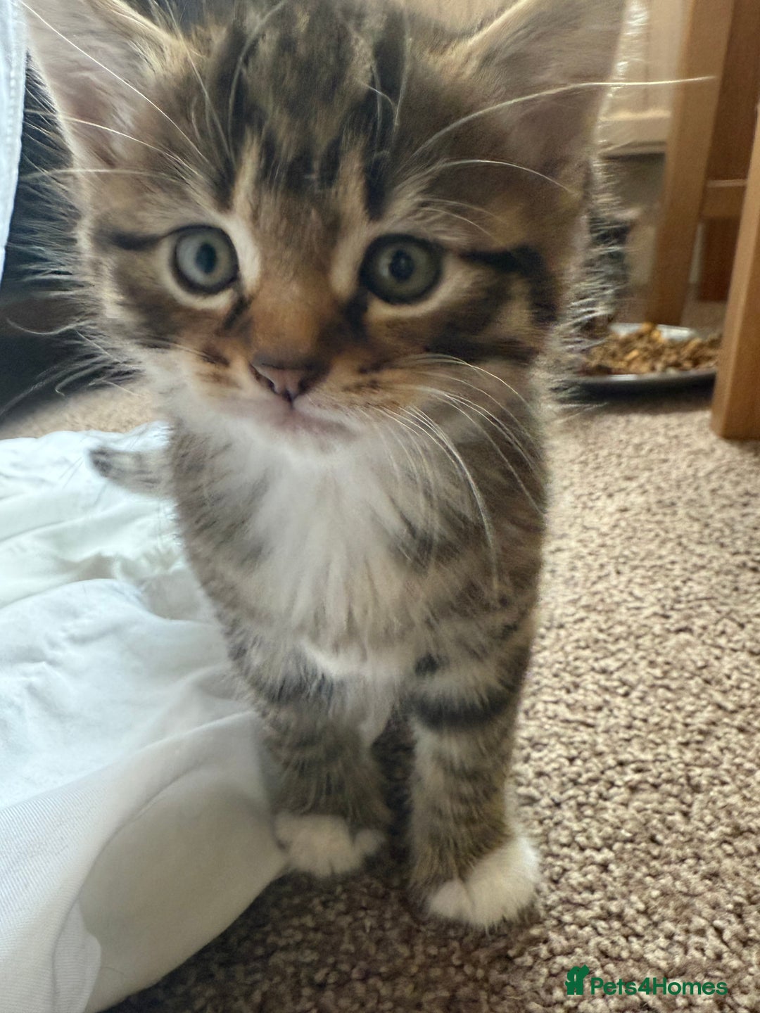 Bengal cats for sale: 3 beautiful tabby’s for sale💕 - Image 4