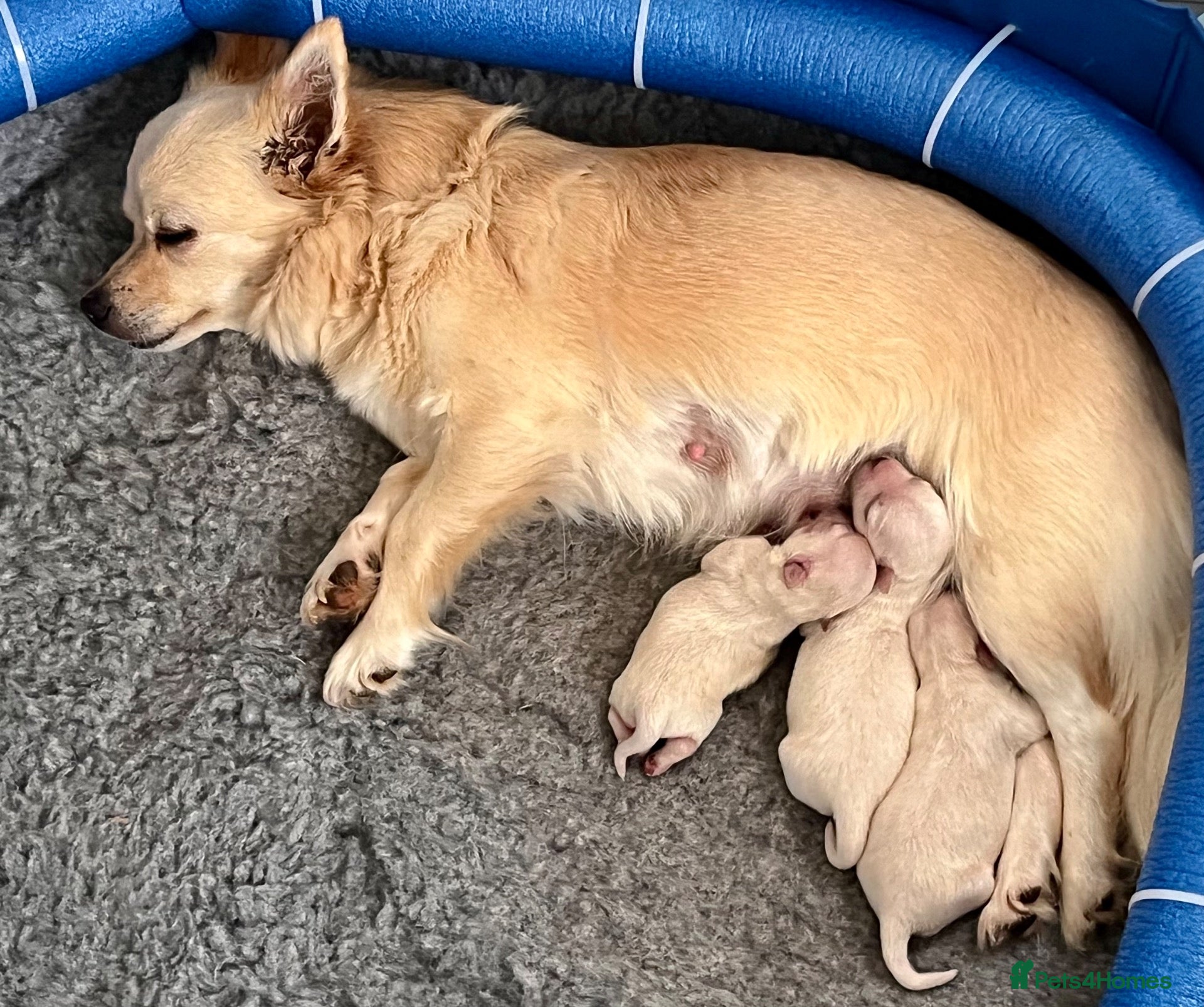 Chihuahua dogs for sale: Longhaired chihuahua puppies  - Advert 2
