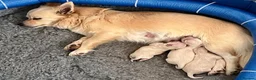 Chihuahua dogs for sale: Longhaired chihuahua puppies  in Falmouth - Advert 1