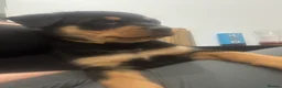 Rottweiler dogs for sale: Full Rottweiler pups  in Derby - Advert 11