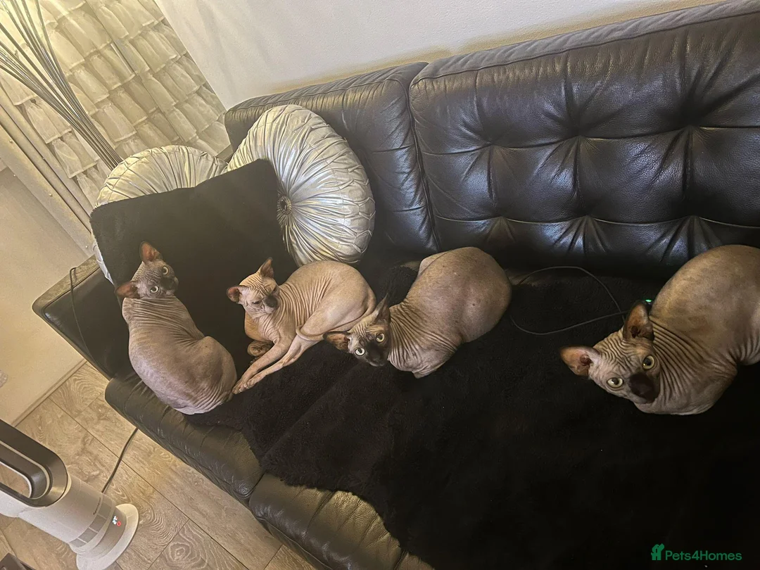 Sphynx cats for sale: 4 years old beautiful girl.  - Advert 13