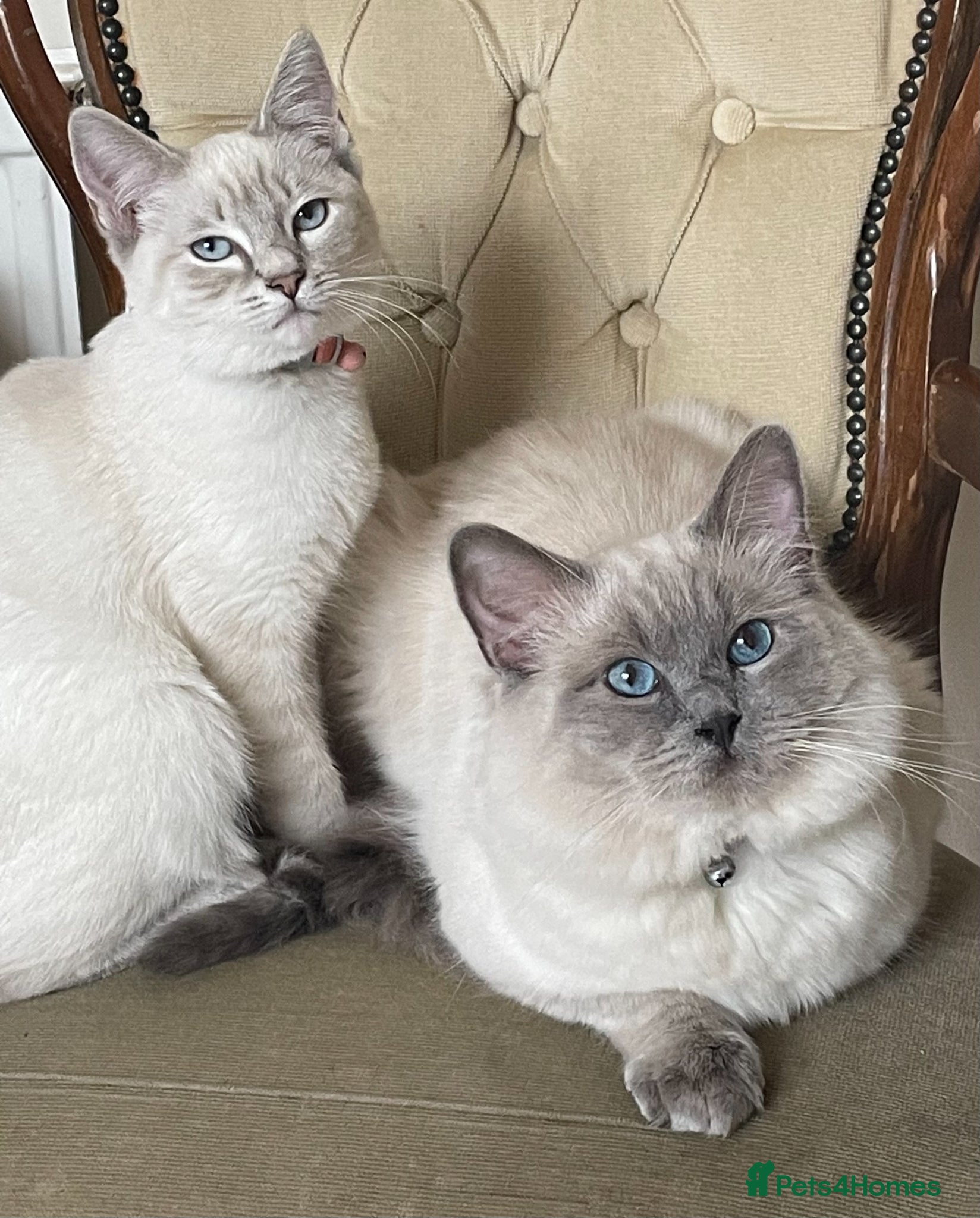 Ragdoll cats Ragdoll Litter - Advert 2
