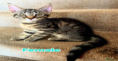 Mixed Breed cats - Advert 5