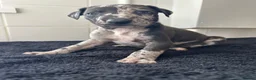 Mixed Breed dogs for sale: Whippet cross collie greyhound  - Advert 11