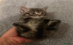 Mixed Breed cats for sale: Adorable mixed breed kittens  - Advert 27