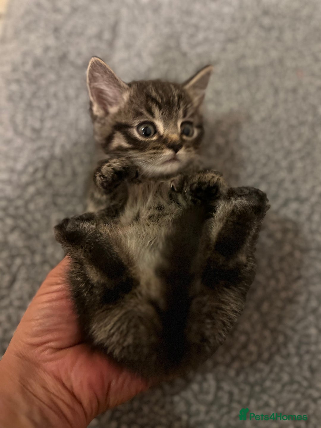 Mixed Breed cats for sale: Adorable mixed breed kittens  - Advert 27