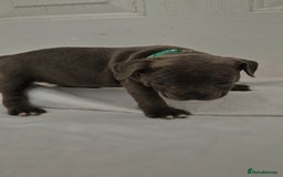 Staffordshire Bull Terrier dogs for sale: Blue Staffs £1,100 Deposit is £245 - Image 11