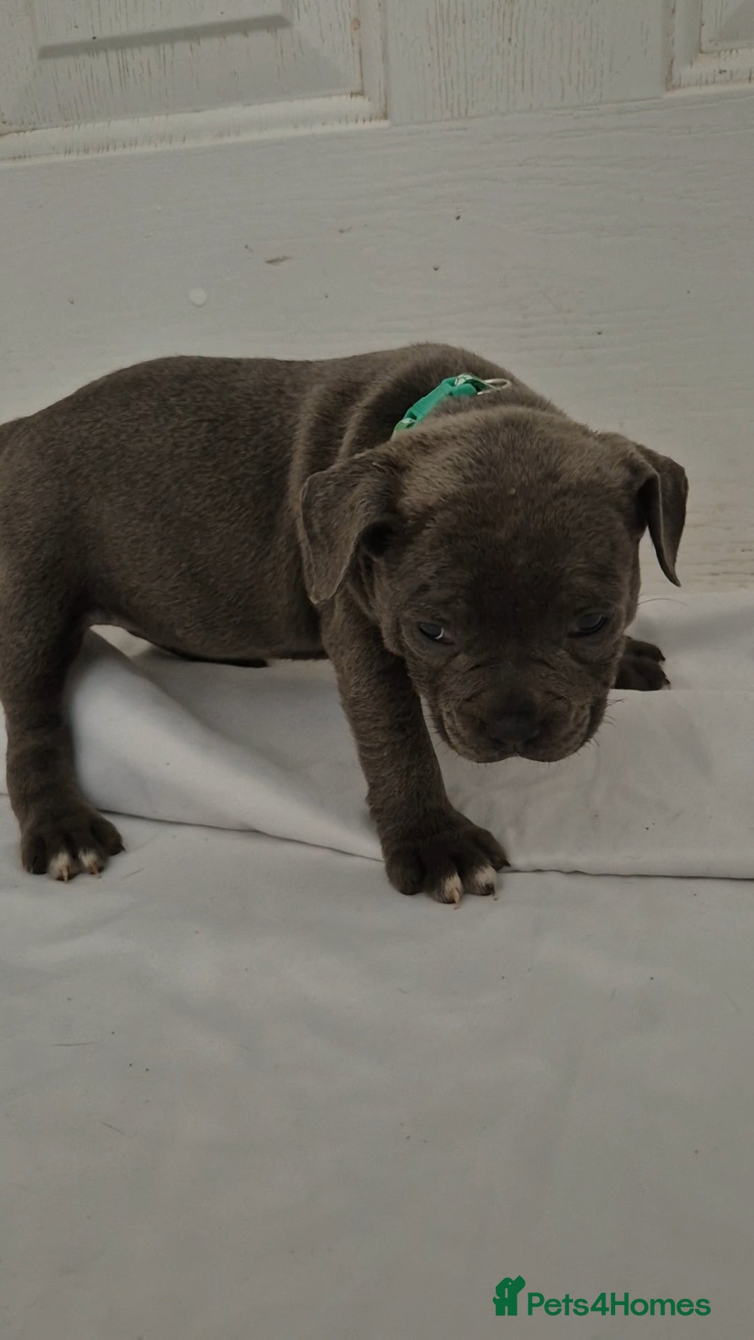 Staffordshire Bull Terrier dogs for sale: Blue Staffs £1,100 Deposit is £245 - Image 11