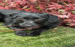 Mixed Breed dogs for adoption: Molly - Image 6