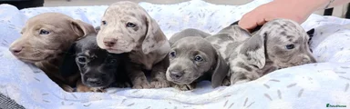 Dachshund 1