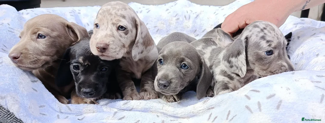 Dachshund dogs for sale: QUAILTY MINI KC Reg PRA CLEAR  - Advert 1