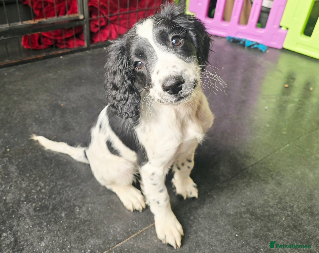 English Springer Spaniel dogs for sale: Part Trained ESS KC Girl Pup. Health Tested- Ready - Image 7
