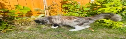 Maine Coon cats for sale: Mainecoon - Advert 8