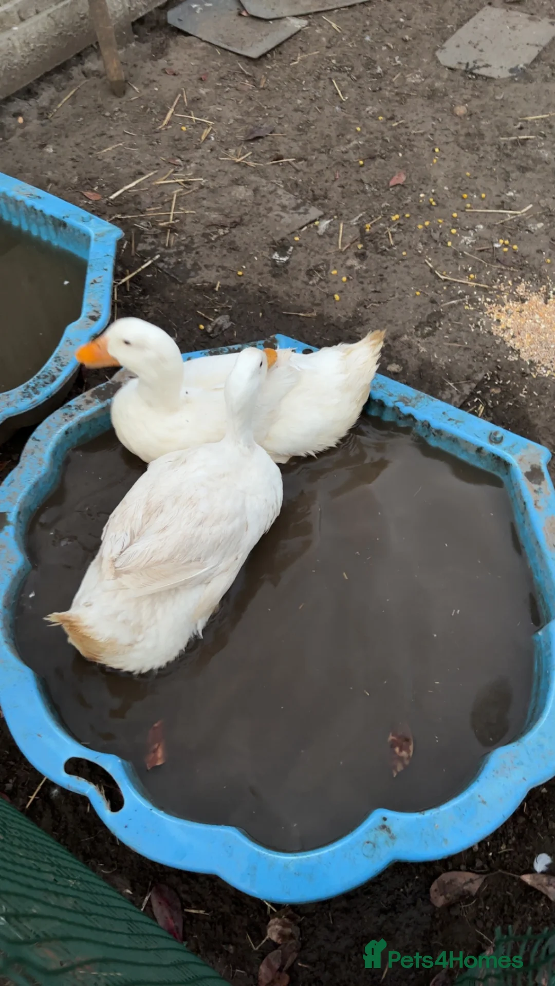 Mixed Breed poultry for sale: Full mixed flock! - Advert 1