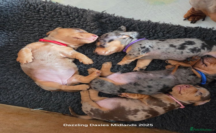 Miniature Dachshund dogs - Advert 3