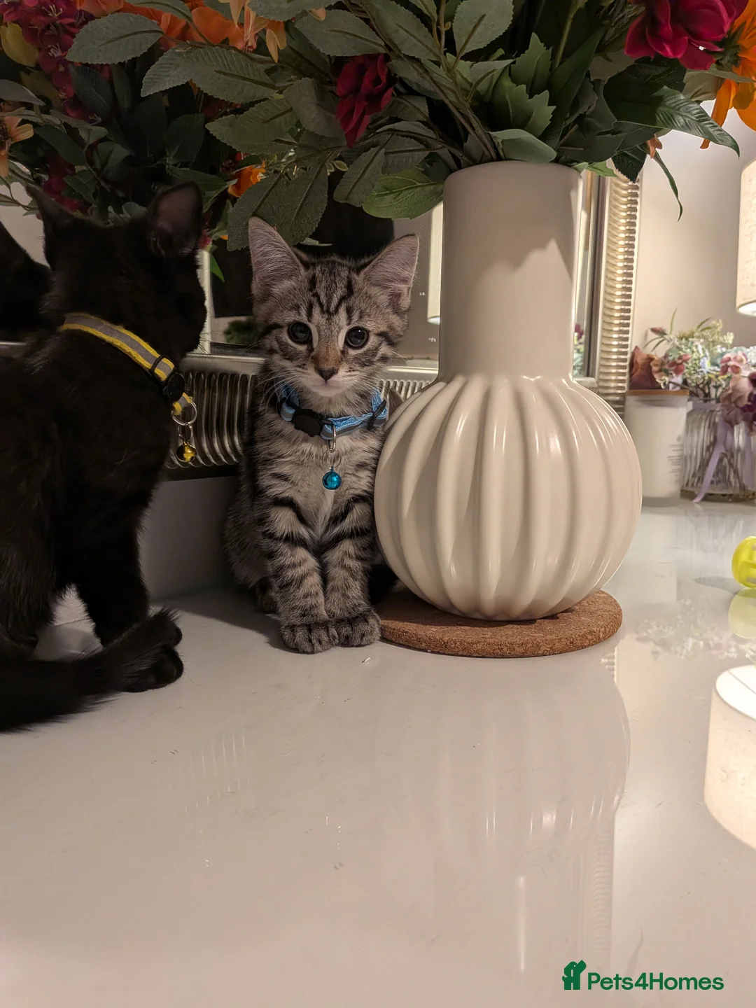 Mixed Breed cats for sale: Adorable kittens in London(SE18) 😻♥️😻 - Advert 2