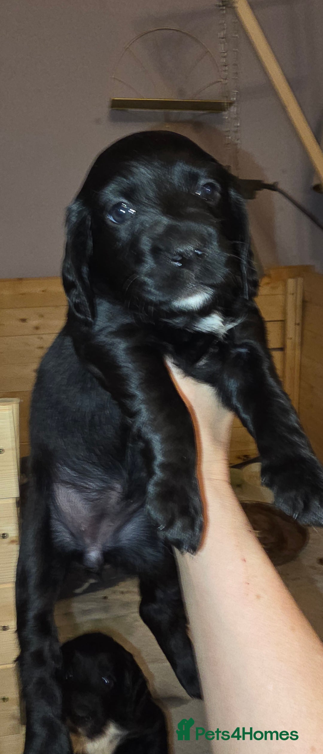Sprocker dogs for sale: Beautiful chunky sprocker spaniel puppies  - Advert 15
