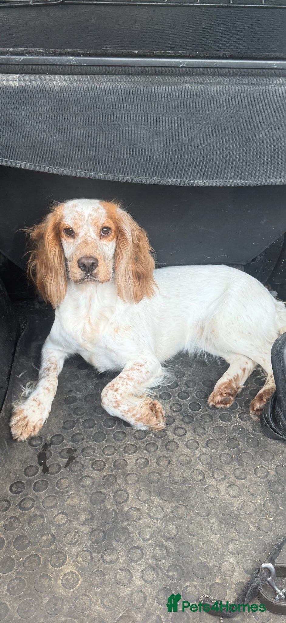 Cocker Spaniel dogs Royal cocker spaniel puppy’s  - Advert 6