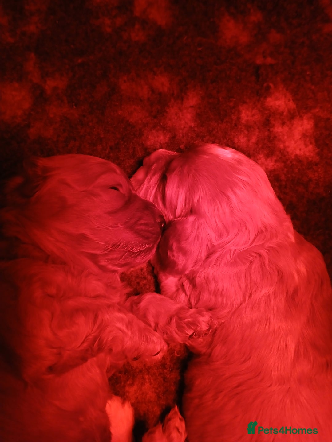 Cavapoo dogs for sale: Toy Cavapoo - Advert 3