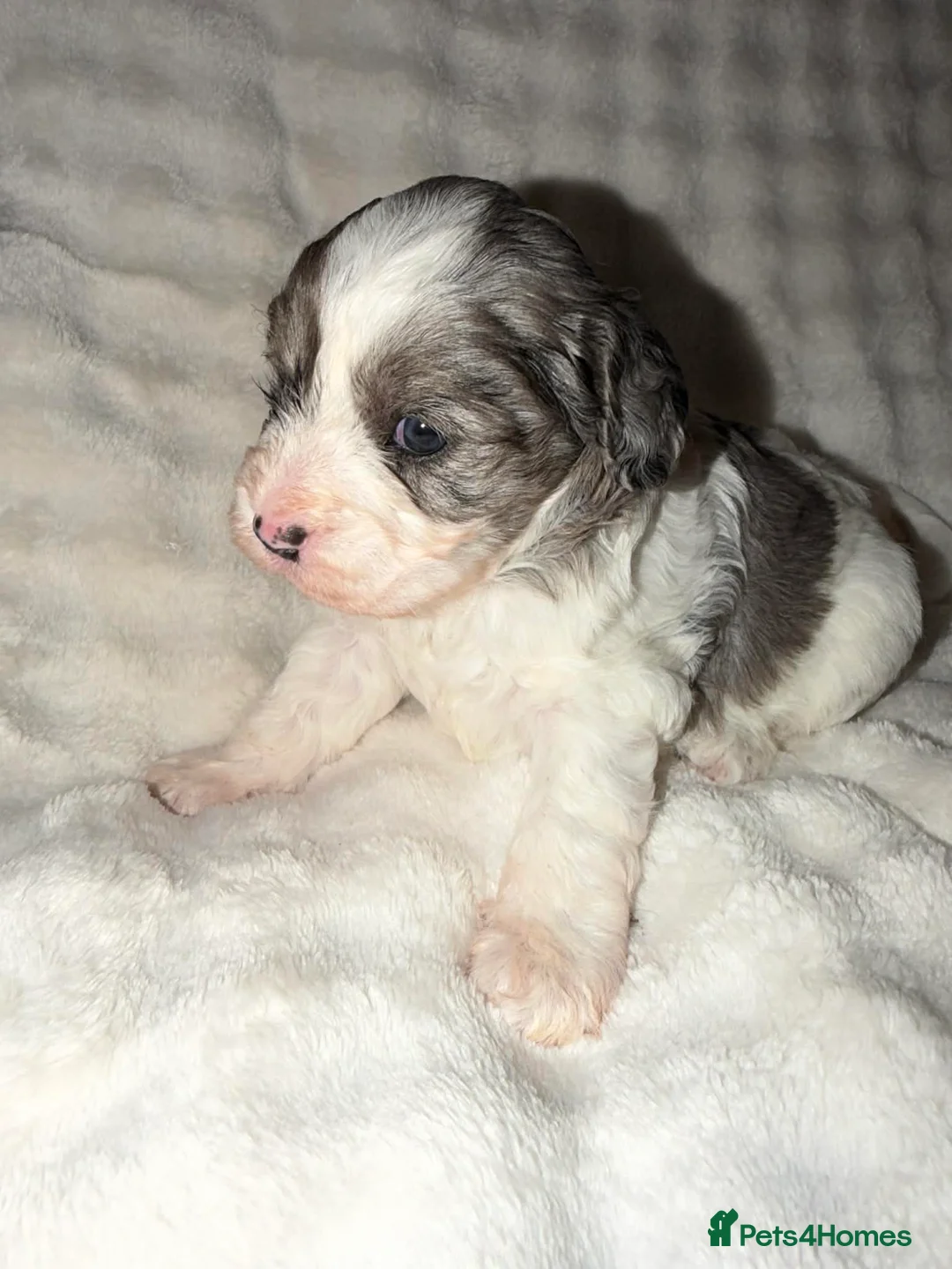 Cavapoo dogs for sale: Beautiful F1 Cavapoo rare merle puppies - Advert 6
