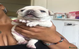 French Bulldog dogs for sale: French bulldog puppies in Manchester - Image 11