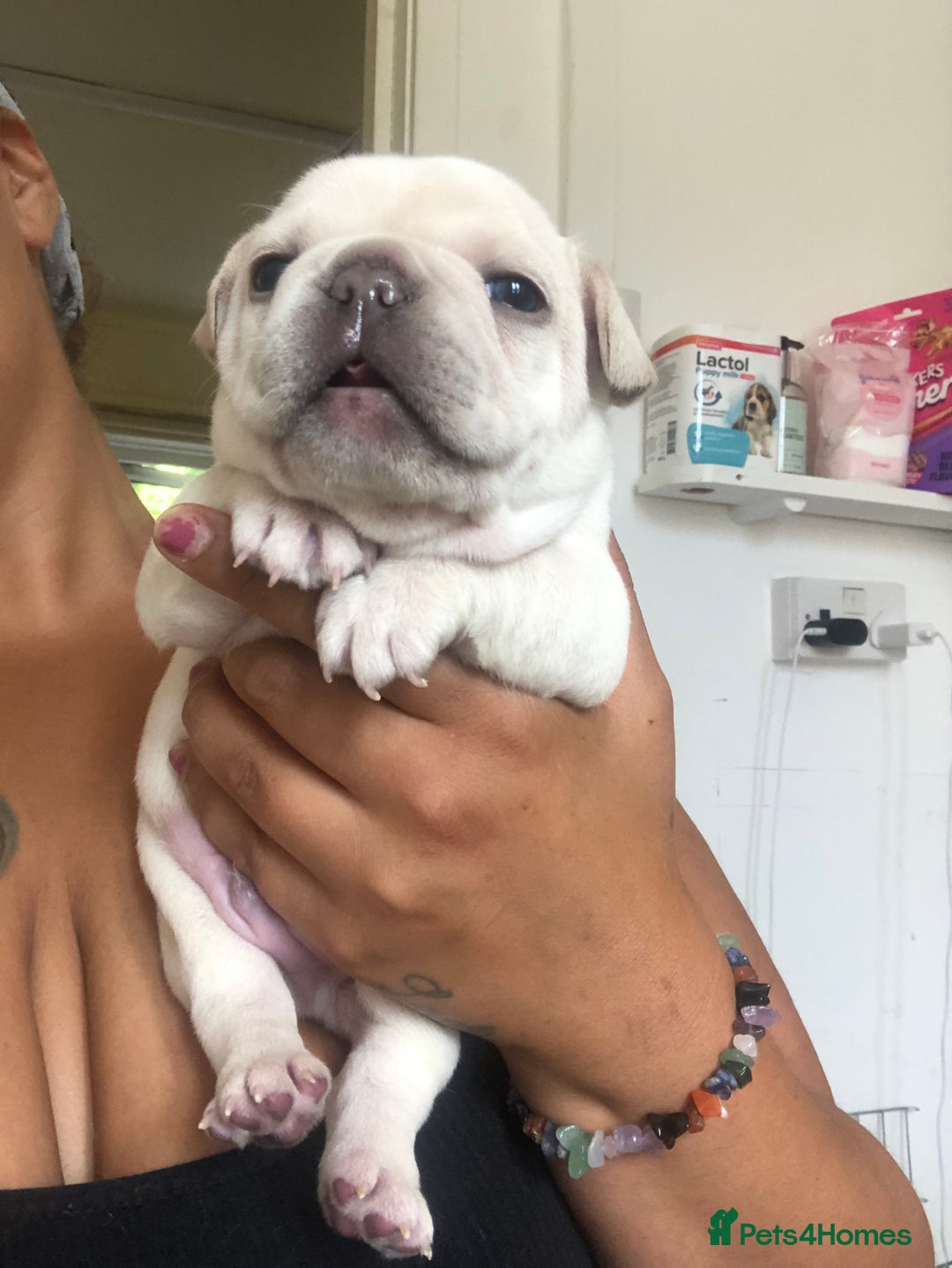 French Bulldog dogs for sale: French bulldog puppies in Manchester - Image 11