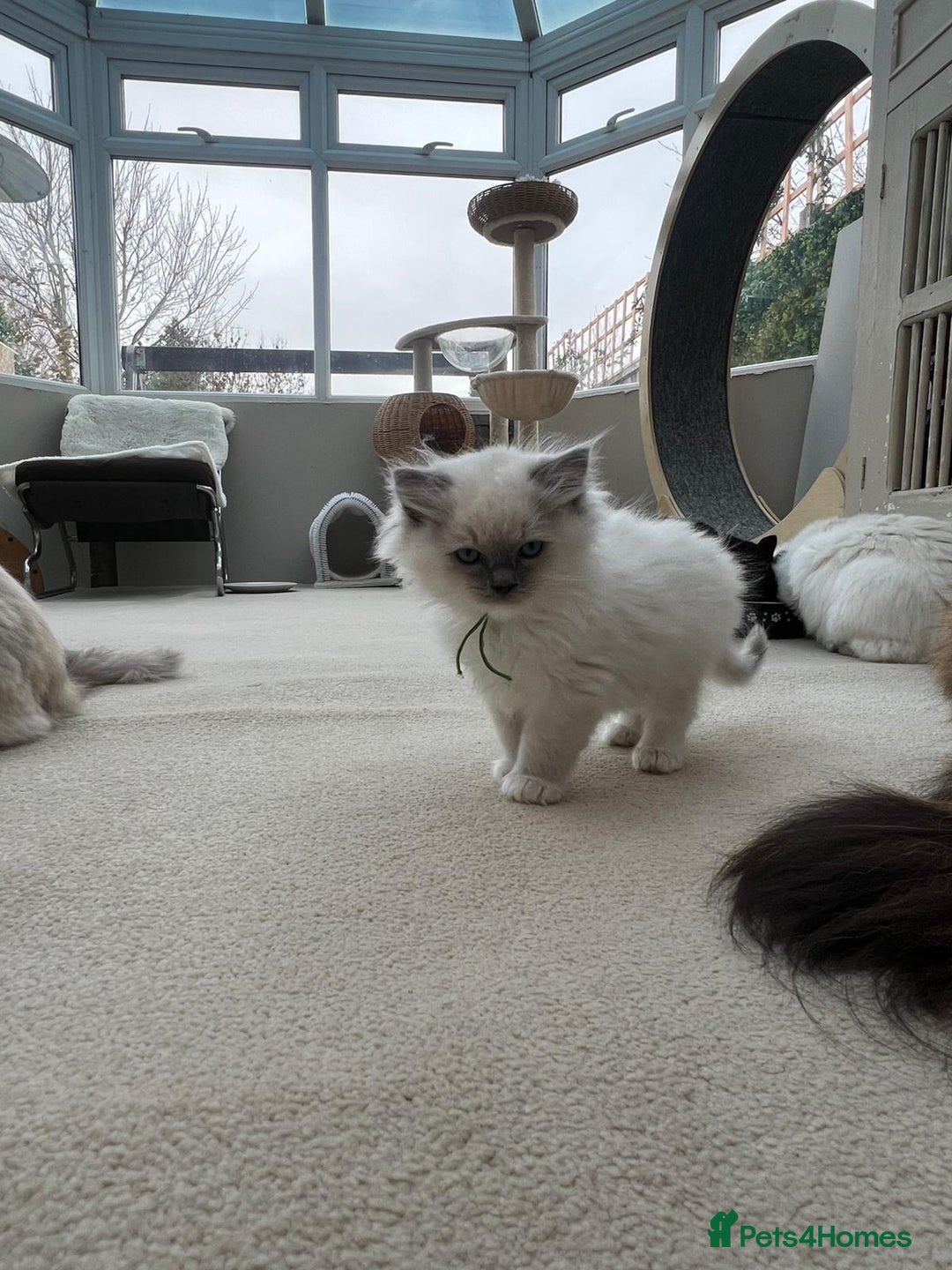 Ragdoll cats for sale: 100% Pure ragdoll kittens - Advert 6