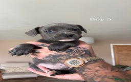 Mixed Breed dogs for sale: 11 gorgeous Staffy x Frenchie pups🤍 - Image 11