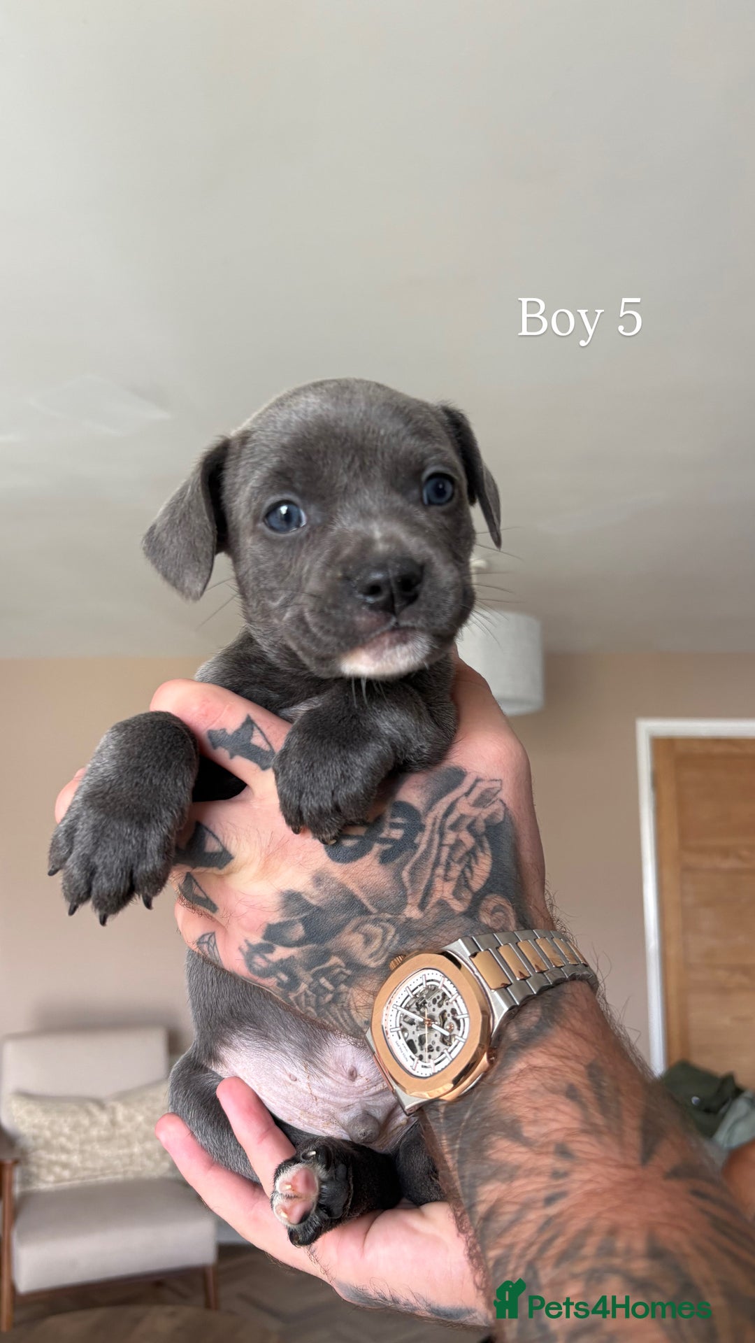Mixed Breed dogs for sale: 11 gorgeous Staffy x Frenchie pups🤍 - Image 11
