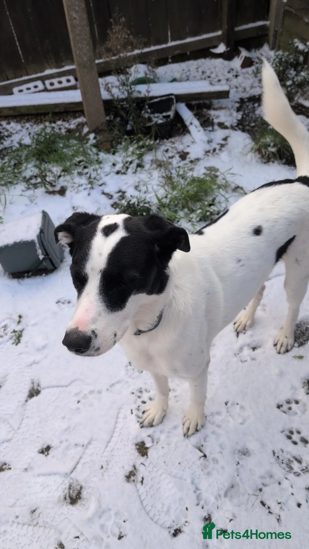 Mixed Breed dogs for sale: Roman - Advert 2