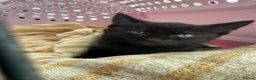 Mixed Breed cats for sale: Mixed black cat needs home - Advert 3