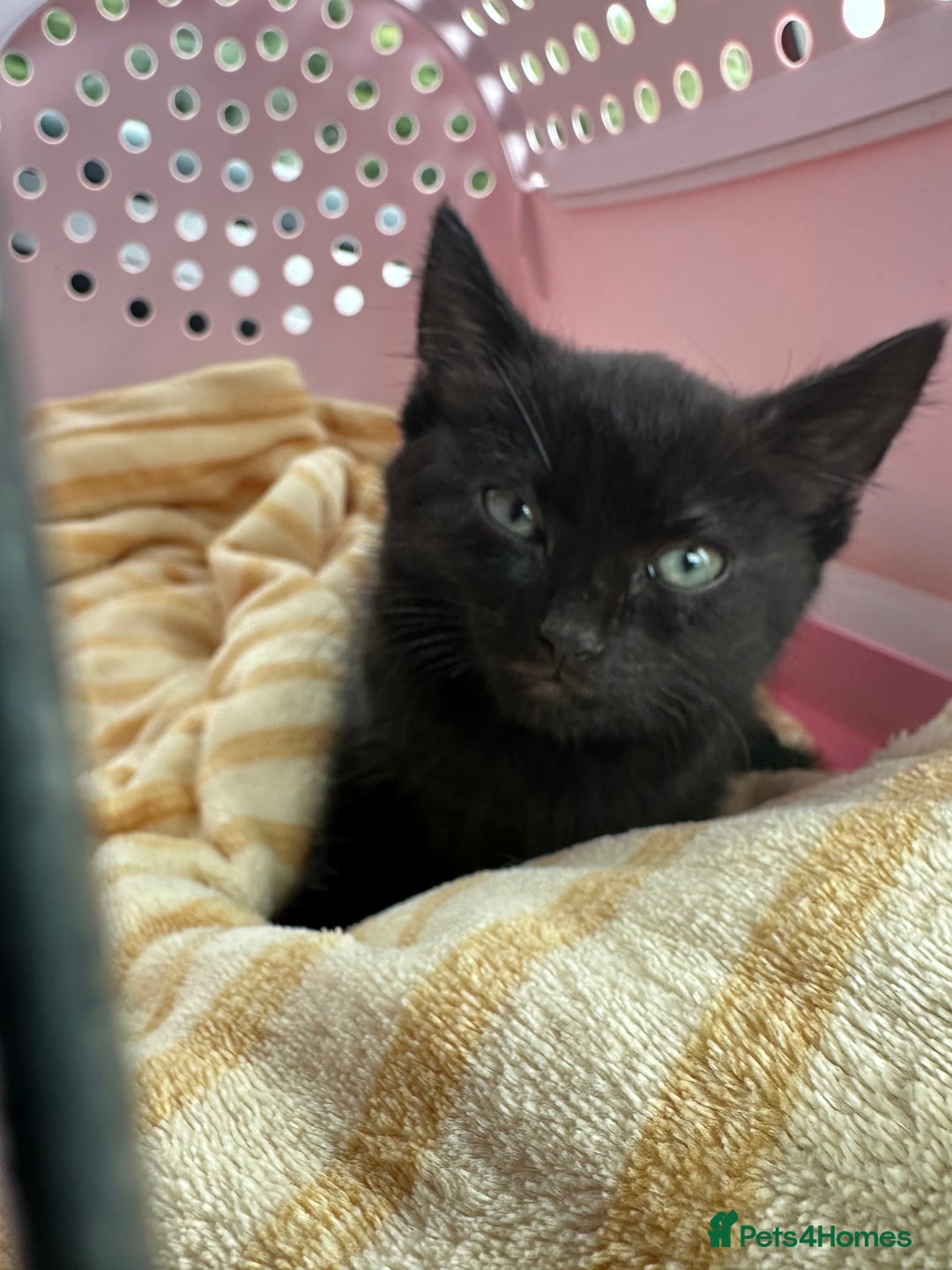 Mixed Breed cats for sale: Mixed black cat needs home - Advert 3