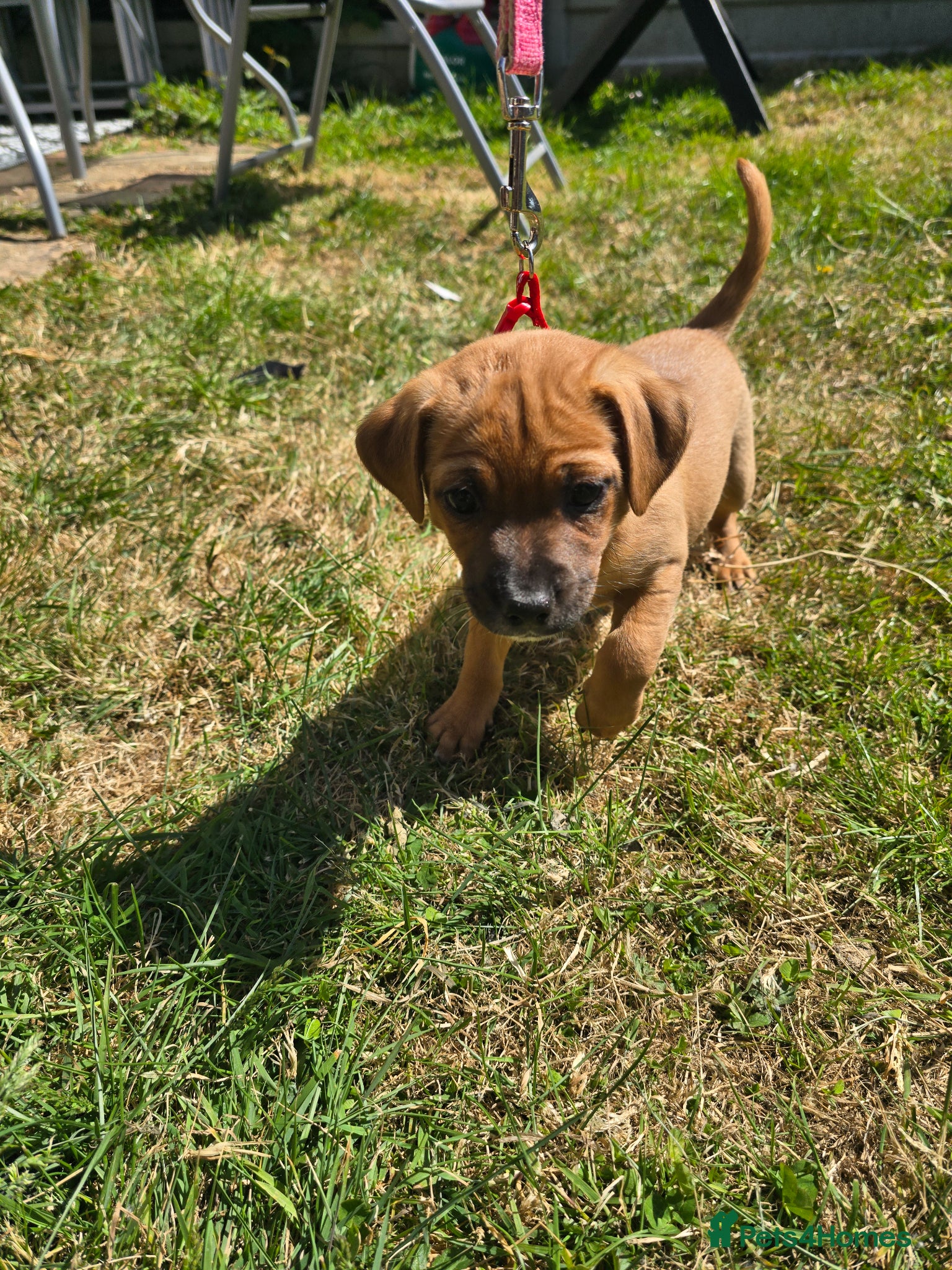 Mixed Breed dogs Shih Tzu X Jack Russell. Last 2 left! - Advert 14