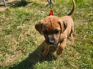 Mixed Breed dogs Shih Tzu X Jack Russell. Last 2 left! - Advert 3