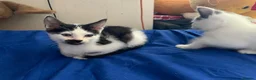 Mixed Breed cats for sale: 3 females kittens ragdoll/Shpynx cross kittens  - Advert 9