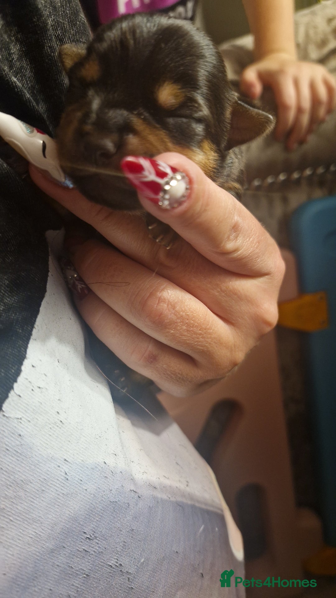 Chorkie dogs for sale: Yorkies cross chihuahua  - Advert 4