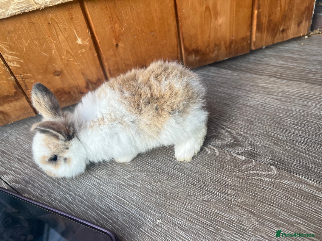 Mini Lop rabbits for sale: Mini lop  - Image 4