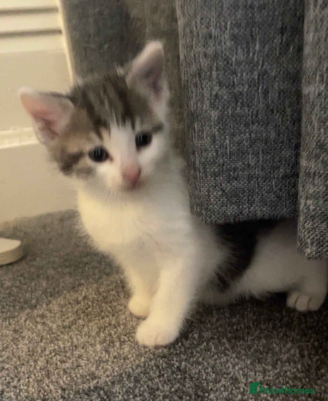 Ragdoll cats for sale: Calico kittens  - Image 5