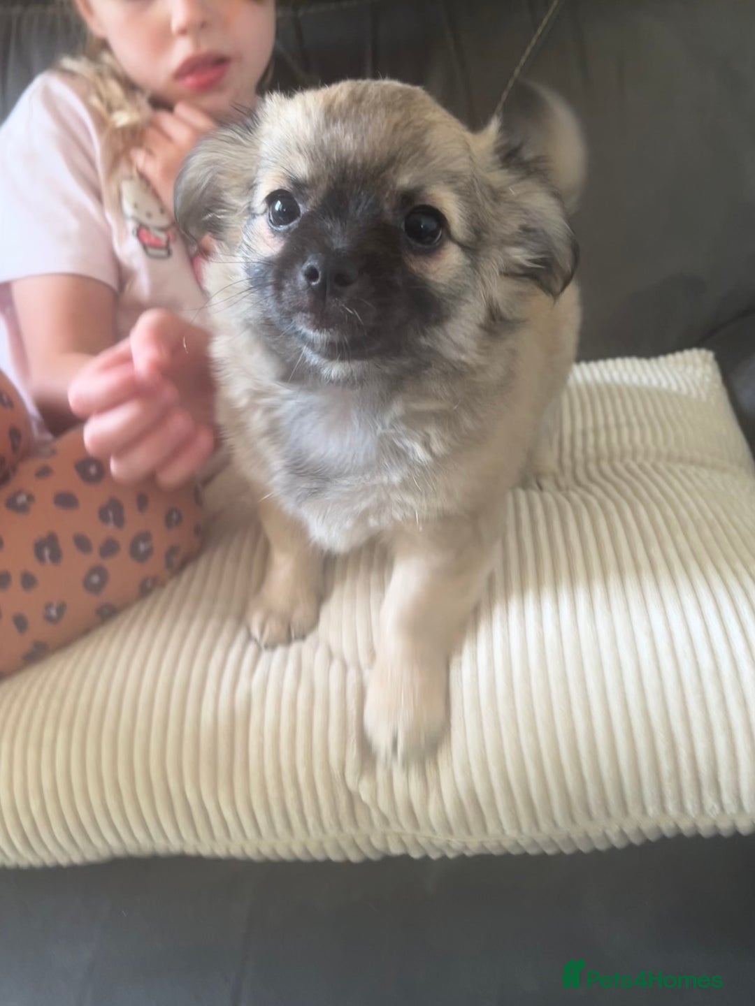 Chihuahua dogs for sale: Long haired chihuahuas READY TO LEAVE NOW. - Image 7