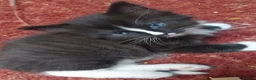 Mixed Breed cats for sale: Long‑Haired beautiful Ragdoll Cross Kittens - Advert 21