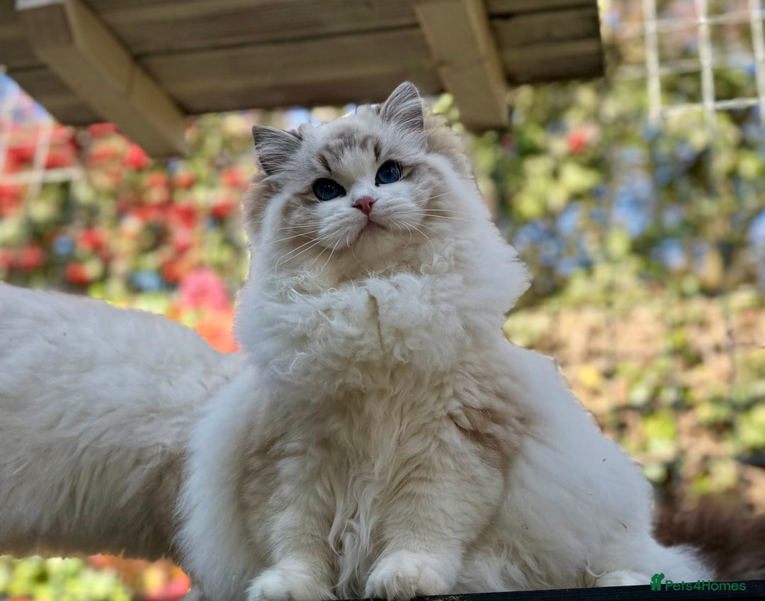 Ragdoll cats for sale: ‼️ HIGH QUALITY ‼️ pet boy  - Image 6